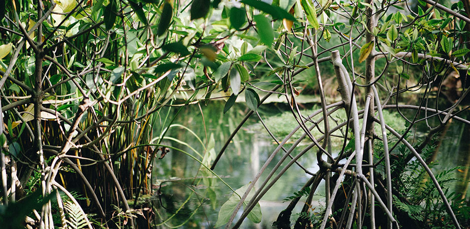 Mangrove forest