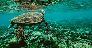 Turtle swimming in the coral reef