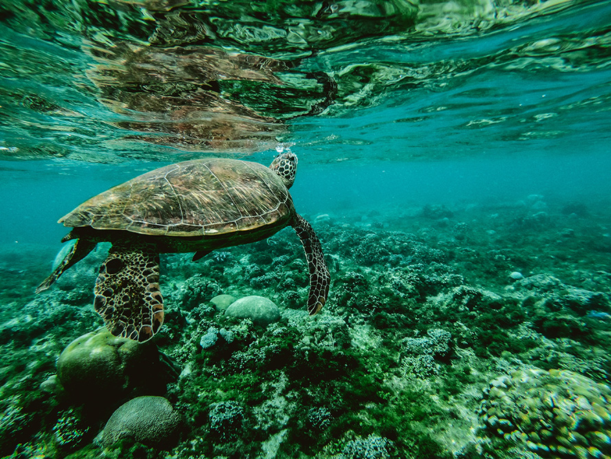 Turtle swimming over coral reef