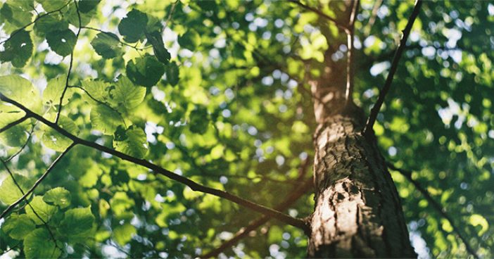 2020.03.10-International-Day-of-Forests_1200x628