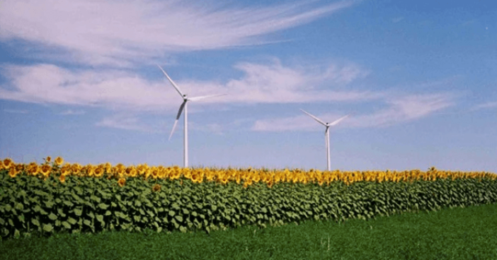 Wind-Turbines-with-Sunflowers-659x