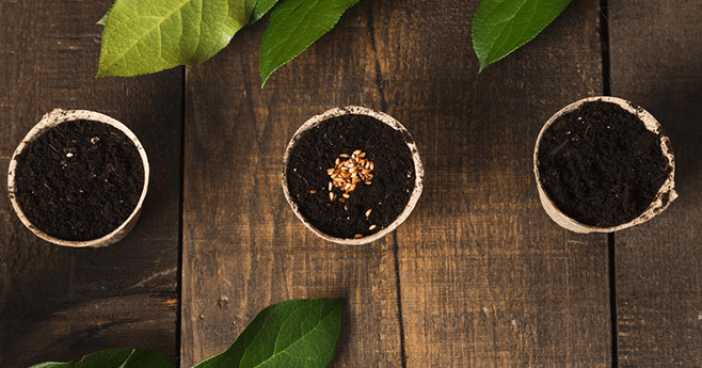 greenhouse-gardening-659x