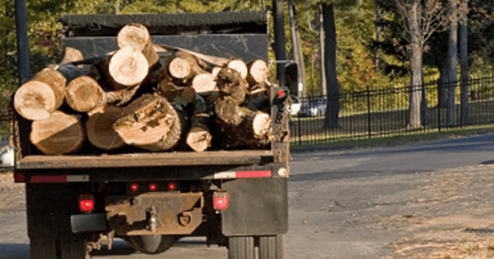 gw77perspectivearticle_1-Deforestation-BW-659x