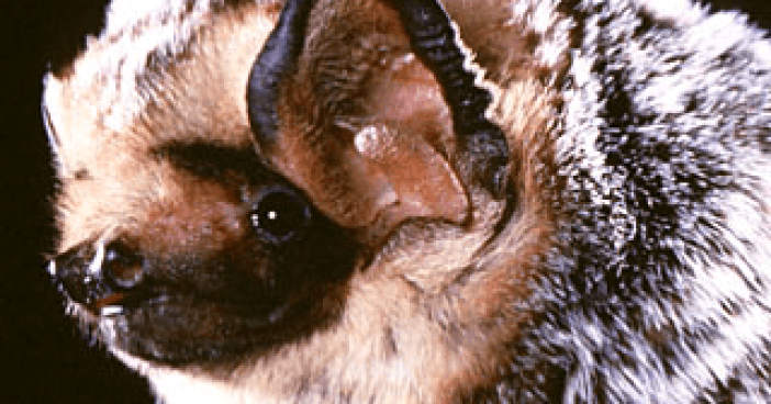 hoary_bat-banner